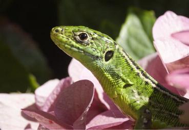 Iconographie - Surpris!