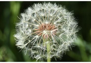 Iconographie - Couronne d'étoiles