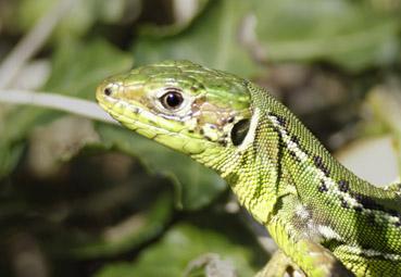 Iconographie - Le curieux