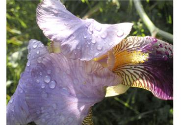 Iconographie - Pudique