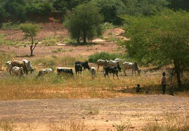 Iconographie - Pâturage africain