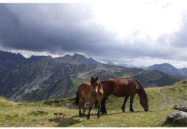 Iconographie - Chevaux libres