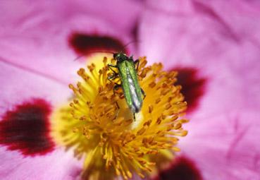 iconographie - Sous nos pieds