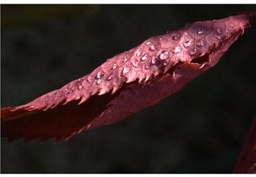 Iconographie - Naissance