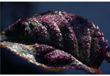 Iconographie - Rosée 