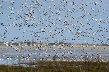 Iconographie - Avocettes en Baie de l'Aiguillon