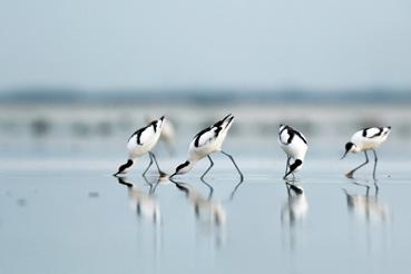 Iconographie - Avocettes en Baie de l'Aiguillon