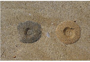 Iconographie - Des yeux dans le sable