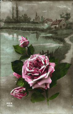 Iconographie - Roses