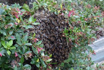 Iconographie - Un essaim d'abeilles rue de La Foudrière