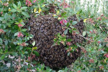 Iconographie - Un essaim d'abeilles rue de La Foudrière
