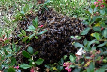 Iconographie - Un essaim d'abeilles rue de La Foudrière