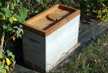 Iconographie - Collecte d'un essaim d'abeilles rue de La Foudrière