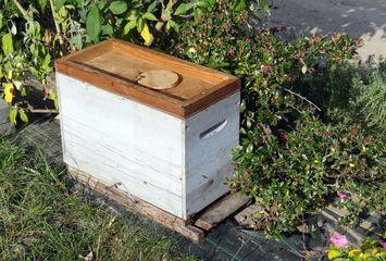 Iconographie - Collecte d'un essaim d'abeilles rue de La Foudrière