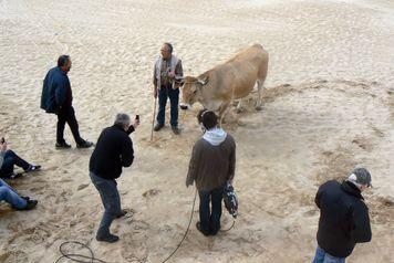 Iconographie - France 3 - Midi en France - Présentation d'une vache maraîchine
