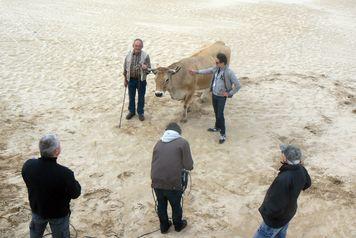 Iconographie - France 3 - Midi en France - Présentation d'une vache maraîchine