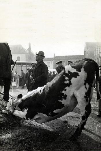 Iconographie - Vache à la foire