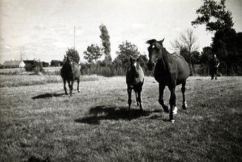 Iconographie - Chevaux au pré, route du Mailleau