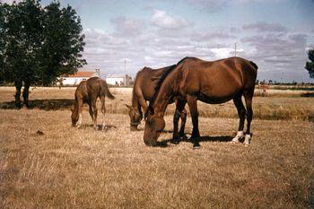 Iconographie - Chevaux au pré, route du Mailleau