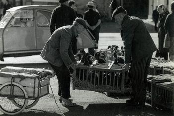 Iconographie - Vente de canards à la foire aux volailles