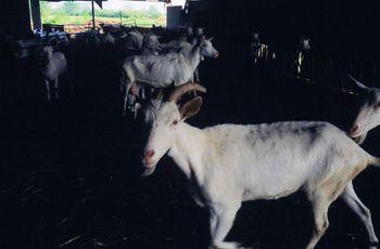Iconographie - Elevage de chèvres à la Bobinière