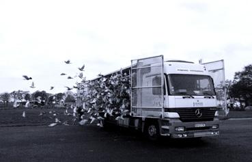 Iconographie - Lâcher de pigeons vendéens lors du concours de Montauban