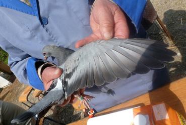 Iconographie - Vérification aile de pigeon d'un amateur