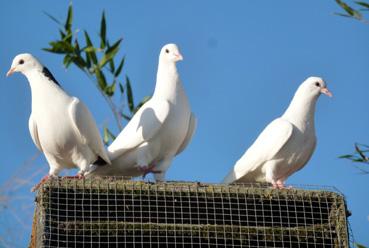 Iconographie - Pigeons blancs