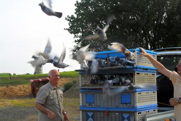 Iconographie - Entraînement de pigeons