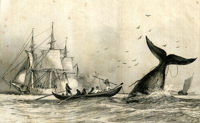 Iconographie - Harponnage de la baleine