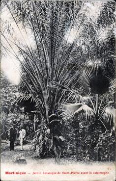 Iconographie - Jardin botanique de Saint-Pierre avant la catastrophe