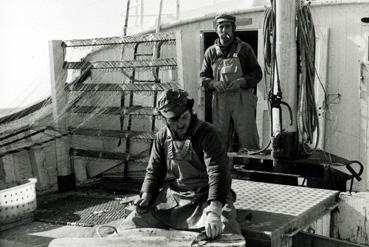 Iconographie - Marins pêcheurs à bord d'un thonier