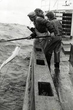 Iconographie - Sortie d'un poisson à bord d'un thonier