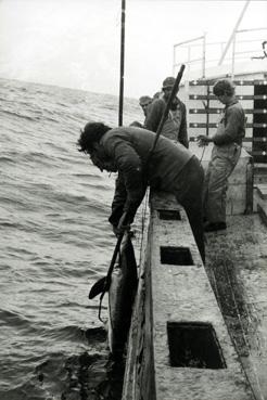 Iconographie - Sortie d'un poisson à bord d'un thonier