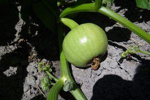 Iconographie - Potiron gris du marais, dit citrouille grise du marais, cultivé par Bernard Artus, au Mouny