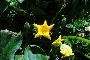 Iconographie - Fleur de citrouille cultivée par Bernard Artus, au Mouny