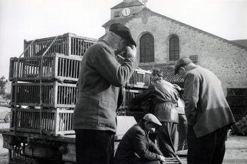 Iconographie - Marché aux volailles place Ernest Guérin