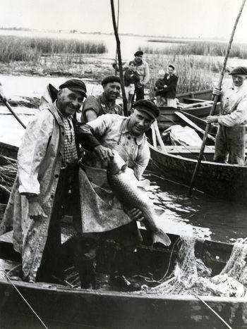 Iconographie - Pêche au traimail sur le lac de Grand-Lieu : André Baudry tenant une carpe