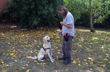 Iconographie - Education du chien Bull au refuge SPA