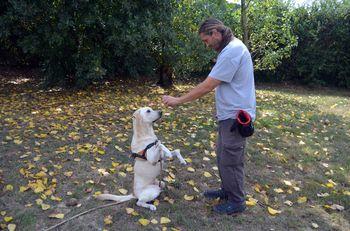 Iconographie - Education du chien Bull au refuge SPA