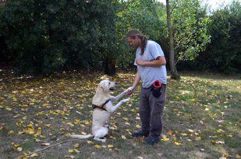 Iconographie - Education du chien Bull au refuge SPA