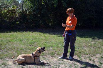 Iconographie - Education d'un chien au refuge SPA