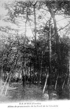 Iconographie - Allées des promenades de la forêt de la Citadelle