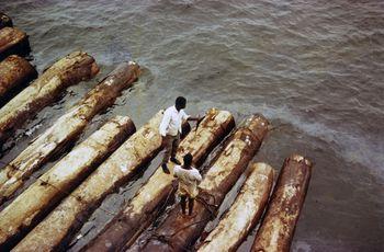 Iconographie - Georges Tanneau en chargement de bois dans la lagune Ebrié, Abidjan