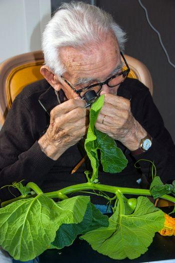 Iconographie - Alfred Hérault observant une plante