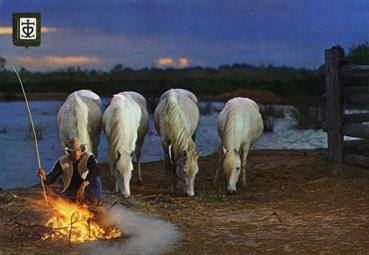 Iconographie - Camargue - Gardians et chevaux au petit matin