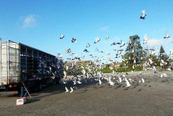 Iconographie - Lachers de pigeons à la Souterraine