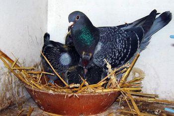 Iconographie - Jeunes pigeons et sa mère
