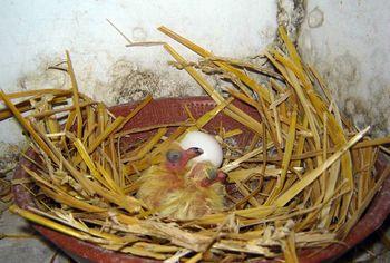 Iconographie - Naissance du deuxième pigeon