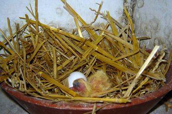 Iconographie - Naissance du premier pigeon